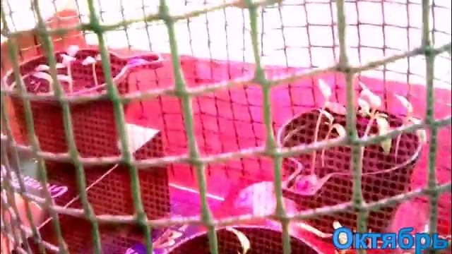 Новый урожай будет к Рождеству! Условия для рассады зимой смотреть онлайн