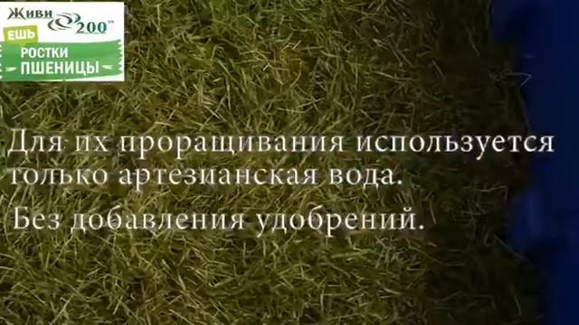 Живи 200 - ростки пшеницы смотреть онлайн