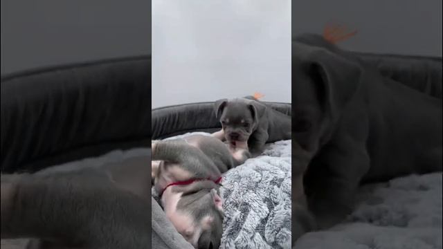 Трагикомедия. Французские бульдоги лилового окраса. смотреть онлайн