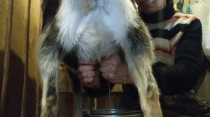 Как правильно запустить козу