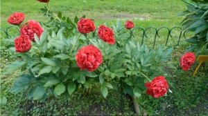 Пион Генри Бокстос (Henry Bockstoce) — выращивание в открытом грунте