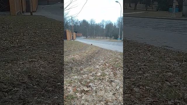 Очень красивый и дикий сиамец в парке) смотреть онлайн