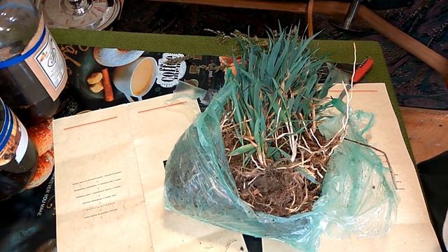 ЗУБРОВКА. Трава для ВИНОКУРОВ. Сегодня показываю как посадить на своем участке. смотреть онлайн