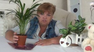 Пальма АРЕКА или БЕТЕЛЬ. Уход и размножение АРЕКОВОЙ ПАЛЬМЫ в домашних условиях