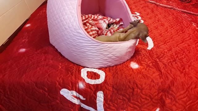 Влог: Джессика, дача и мой День рожденья!:) :) :)