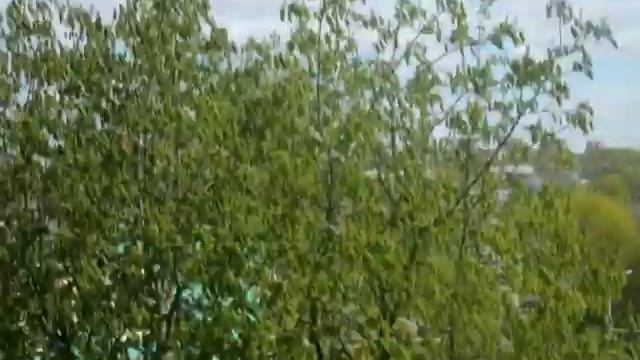 цветение каштана смотреть онлайн