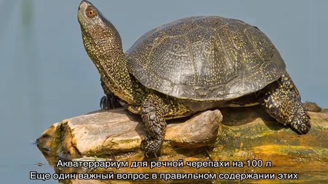 Водные черепахи — виды, описание, уход и места обитания смотреть онлайн