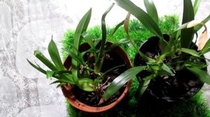 Орхидеи. Онцидиумы Твинкле -  мини - очаровашки ! Прошу вашего совета !