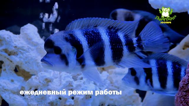 зоопарк Лимпопо смотреть онлайн