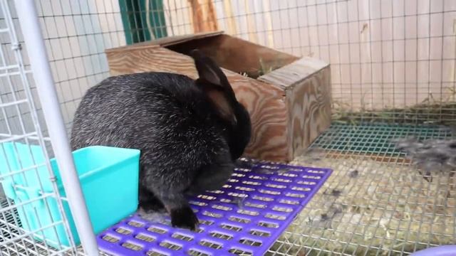 Part 2: Rabbit pregnancy & birth - nest boxes, kindling, and handling kits смотреть онлайн