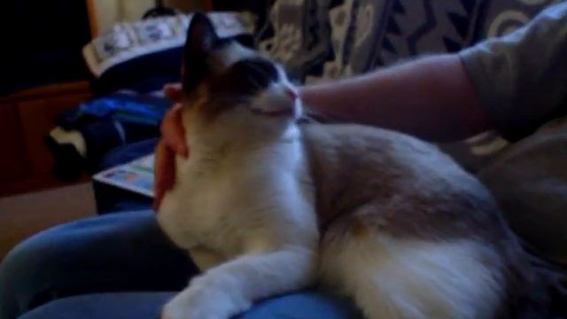 Squeaky kitty смотреть онлайн