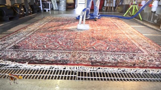 Cleaning Area Carpet from Dog Cat Pee Odor | PetPeePee® смотреть онлайн