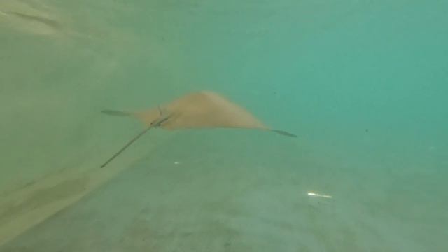 Турция 2022. Экскурсия в Sealanya ( "Парк семи морей"). Посещение дельфинария в Алании. смотреть онлайн