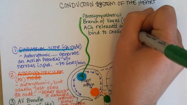Conduction System of the Heart смотреть онлайн