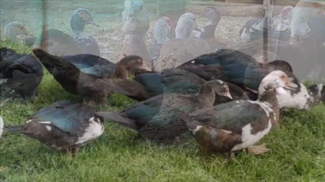 Разведение и содержание индоуток в домашних условиях как бизнес идея смотреть онлайн