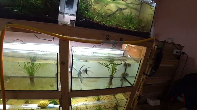 Заполнил нерестовики тернецией, скалярия отнерестилась смотреть онлайн