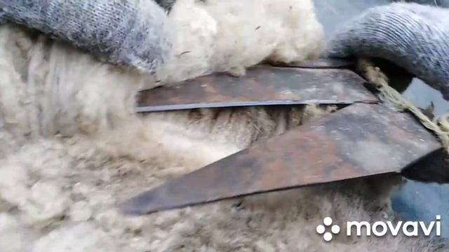 Стрижка овец. Как правильно поймать и связать овцу. смотреть онлайн