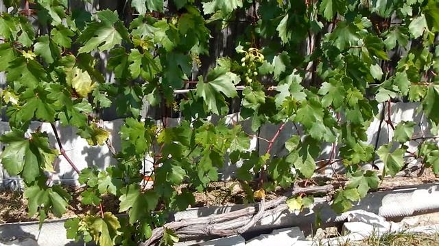 Начинающему виноградарю.Удаление листьев возле гроздей. смотреть онлайн