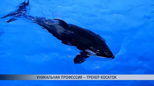 Уникальная профессия – тренер косаток смотреть онлайн