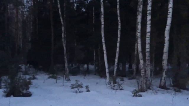 стадо лосей смотреть онлайн