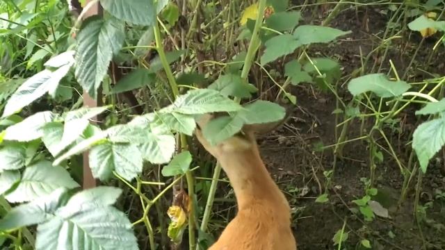 Домашний оленёнок Бемби кушает в огороде смотреть онлайн
