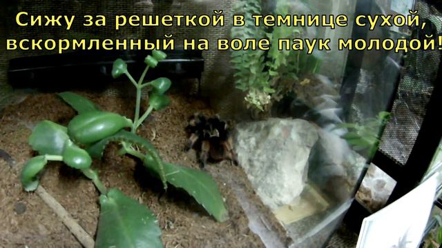 КУДА ПРОПАЛ ПАУК ЛУКАС? смотреть онлайн