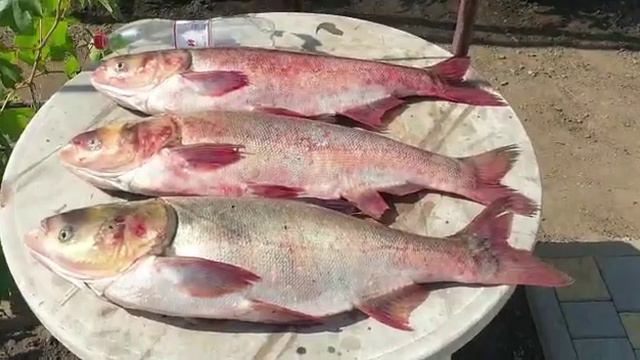 Мишаня красава! ловля толстолобика . Аюта смотреть онлайн