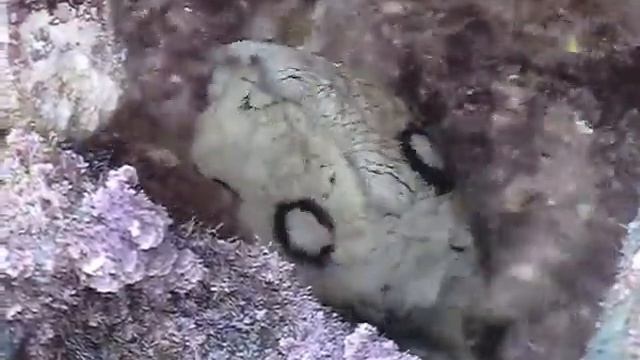 Морская Выхухоль смотреть онлайн