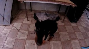 Утро с Доберманом  Кормлю добермана