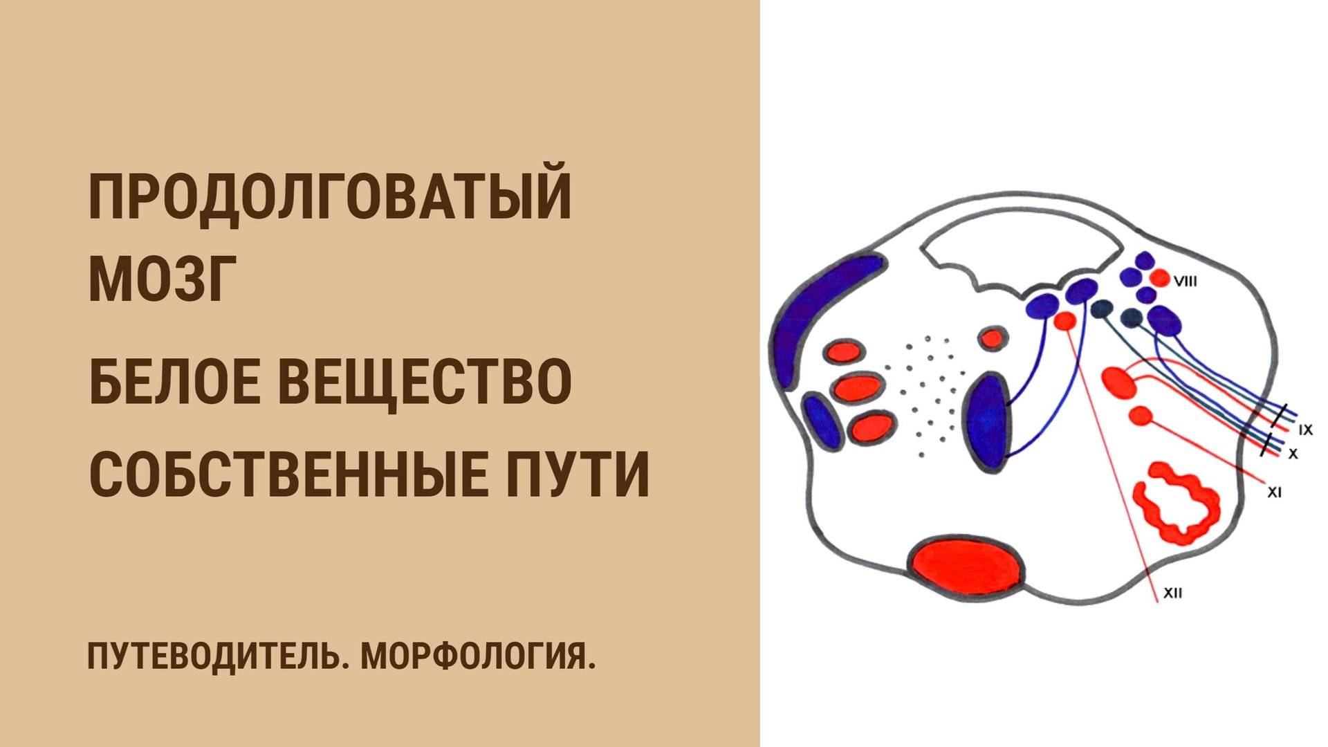 Продолговатый мозг. Белое вещество. Собственные пути смотреть онлайн
