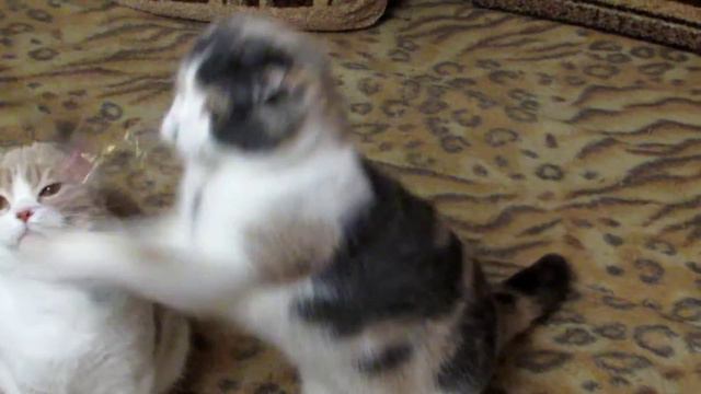 Подрощенные шотландские котята девочки. смотреть онлайн