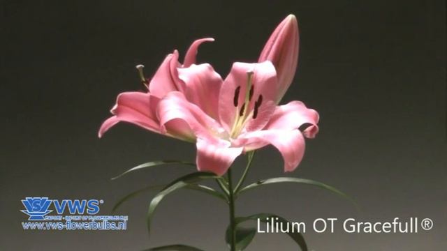 Lilium OT - Gracefull®