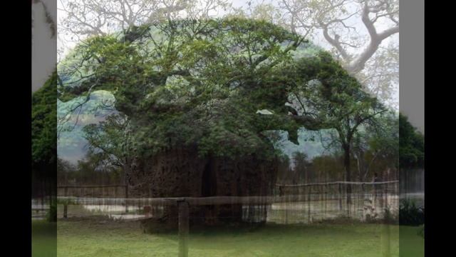самые необычные деревья в мире The Most Unusual Trees In The World