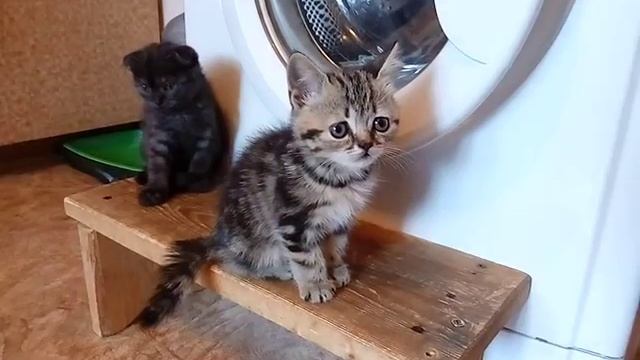 Шотландский котенок, мраморный окрас смотреть онлайн