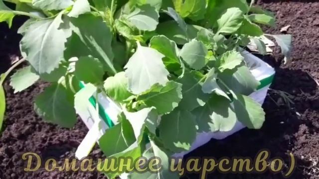 Пекинская капуста. Высаживаю рассаду пекинки проверенным способом! смотреть онлайн