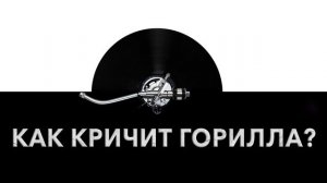 Как кричит горилла? 🦍 Звук кричащей гориллы и какие звуки издает горилла
