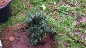 Посадка пиериса японского в Подмосковье