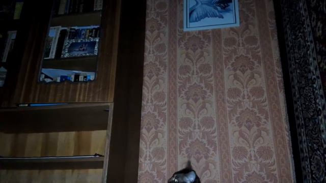 Кот прыгнул на 2.5 метра!!the cat jumped 2.5 meters!!!