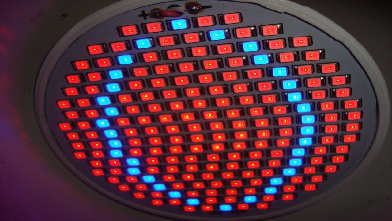 ЗЕМЛЯНИКА ВЗОШЛА ЧТО ДЕЛАТЬ ДАЛЬШЕ . ЧАСТЬ 2 КАК ВЫРАСТИТЬ ЗЕМЛЯНИКУ ИЗ СЕМЯН смотреть онлайн