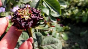 Розы - Пашмина, Ред Ай, Августа Луиза.