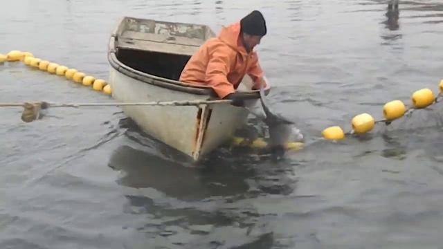 У меня есть друг! Спасите косаток и белух! смотреть онлайн