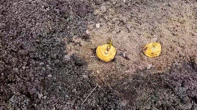 Высаживаем разные сорта гладиолусов, готовим почву под посадку луковиц смотреть онлайн