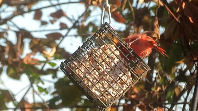 Rouge Cardinal...... смотреть онлайн