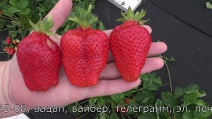 ГАРДА ранний крупноплодный сорт клубники