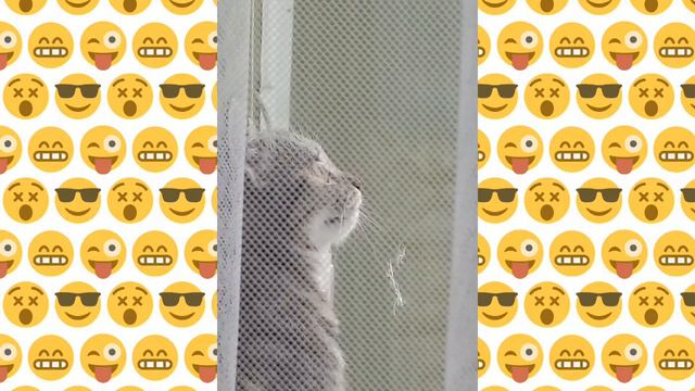 Кошка стучит зубами смотреть онлайн