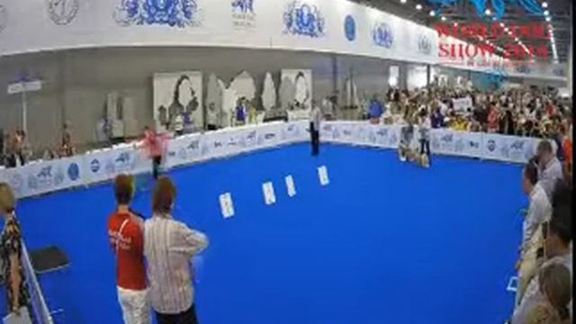 Ши-тцу World Dog Show 2016 видео 4 смотреть онлайн
