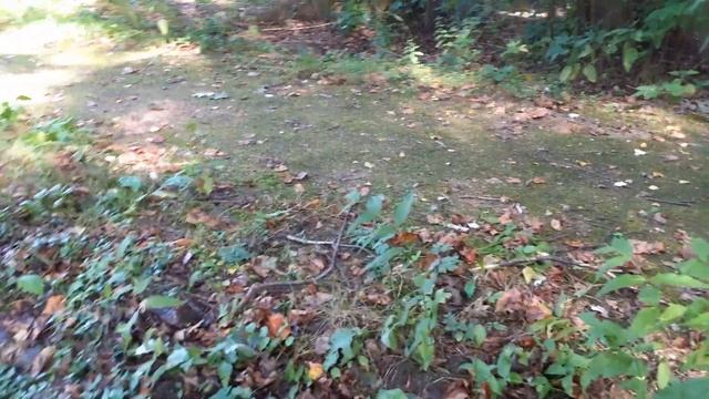 Разные грибы в Измайловском парке смотреть онлайн