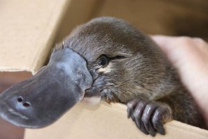 Смех и Приколы с животными до слез | Улётные видео приколы про животных