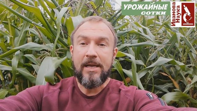 Что за чем сажать в огороде и теплице? Правильный севооборот в одной таблице. смотреть онлайн