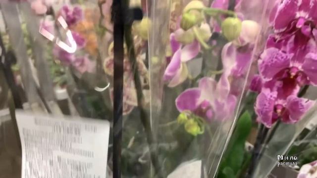 ОРХИДЕИ, ЦВЕТЫ, РАСТЕНИЯ в Леруа Мерлен. Садовый отдел "притаился" к празднику. смотреть онлайн
